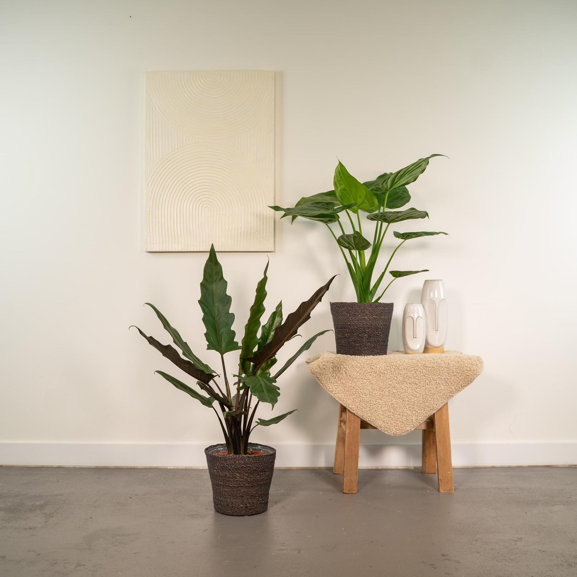 Alocasia Cucullata - ↨60cm - Ø19cm + Alocasia Lauterbachiana - ↨75cm - Ø19cm