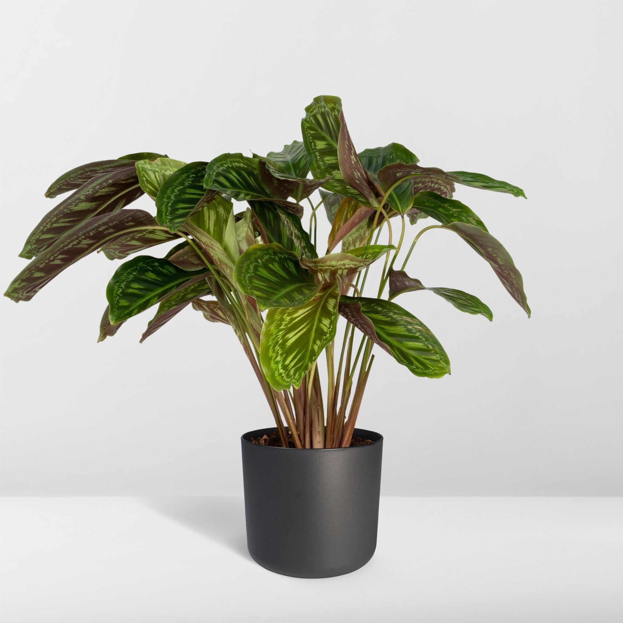 Calathea Flamestar - Pauwenplant - 75cm - Ø19