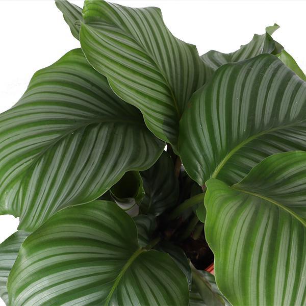 Calathea Orbifolia Ø21cm - ↕70cm in VIBES blue pot