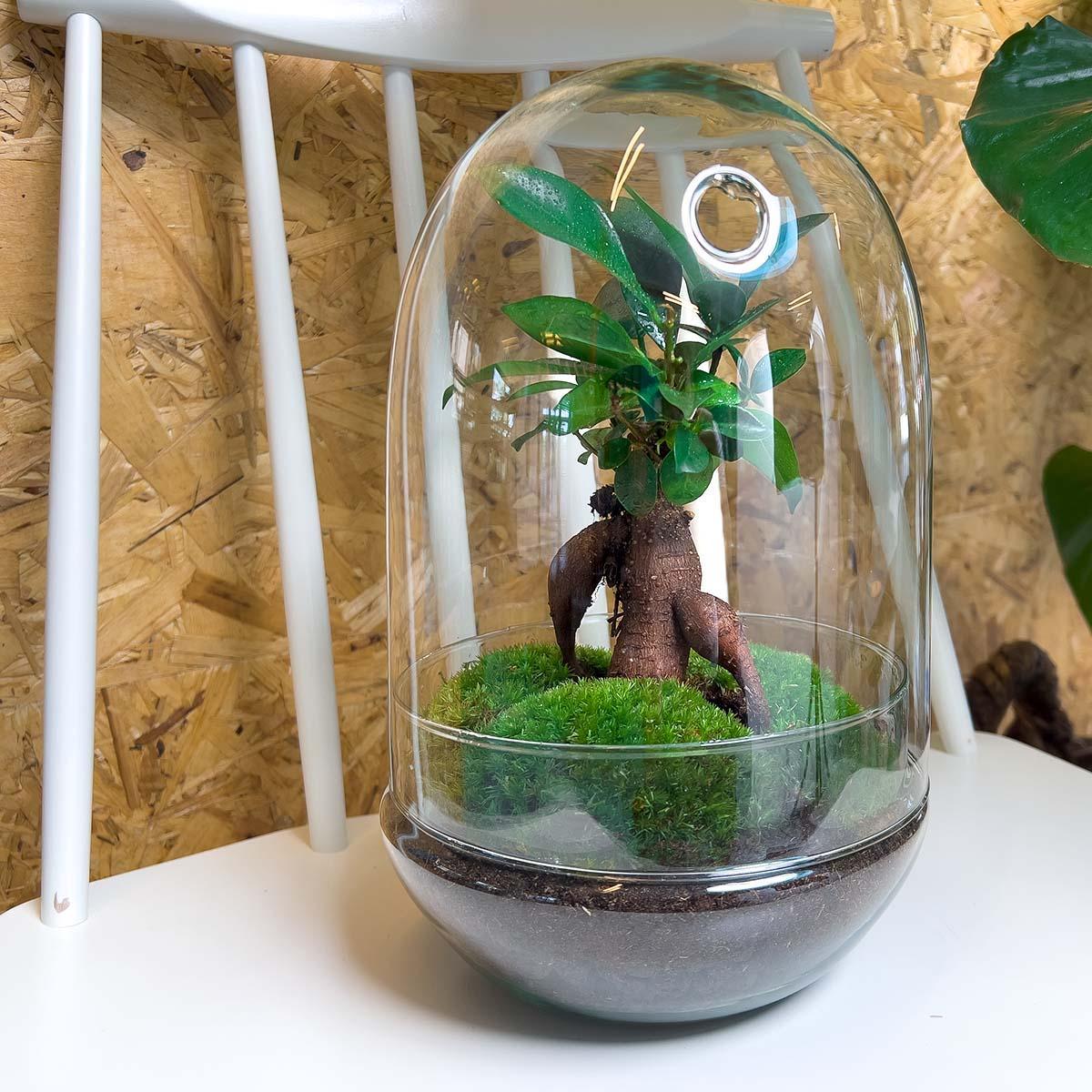 DIY terrarium - Egg XL Bonsai - ↑ 30 cm