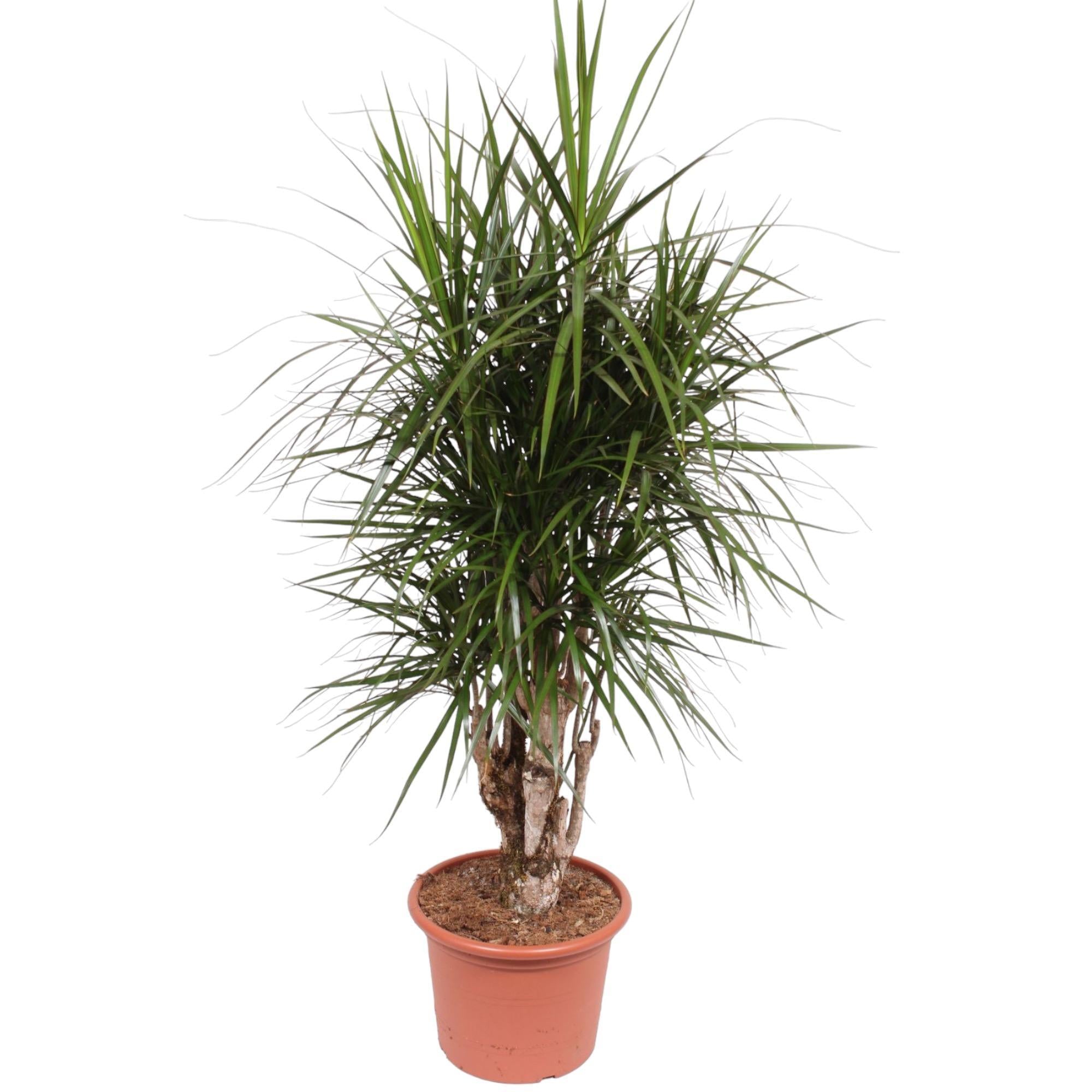 Dracaena Marginata vertakt - 170 cm - ø40