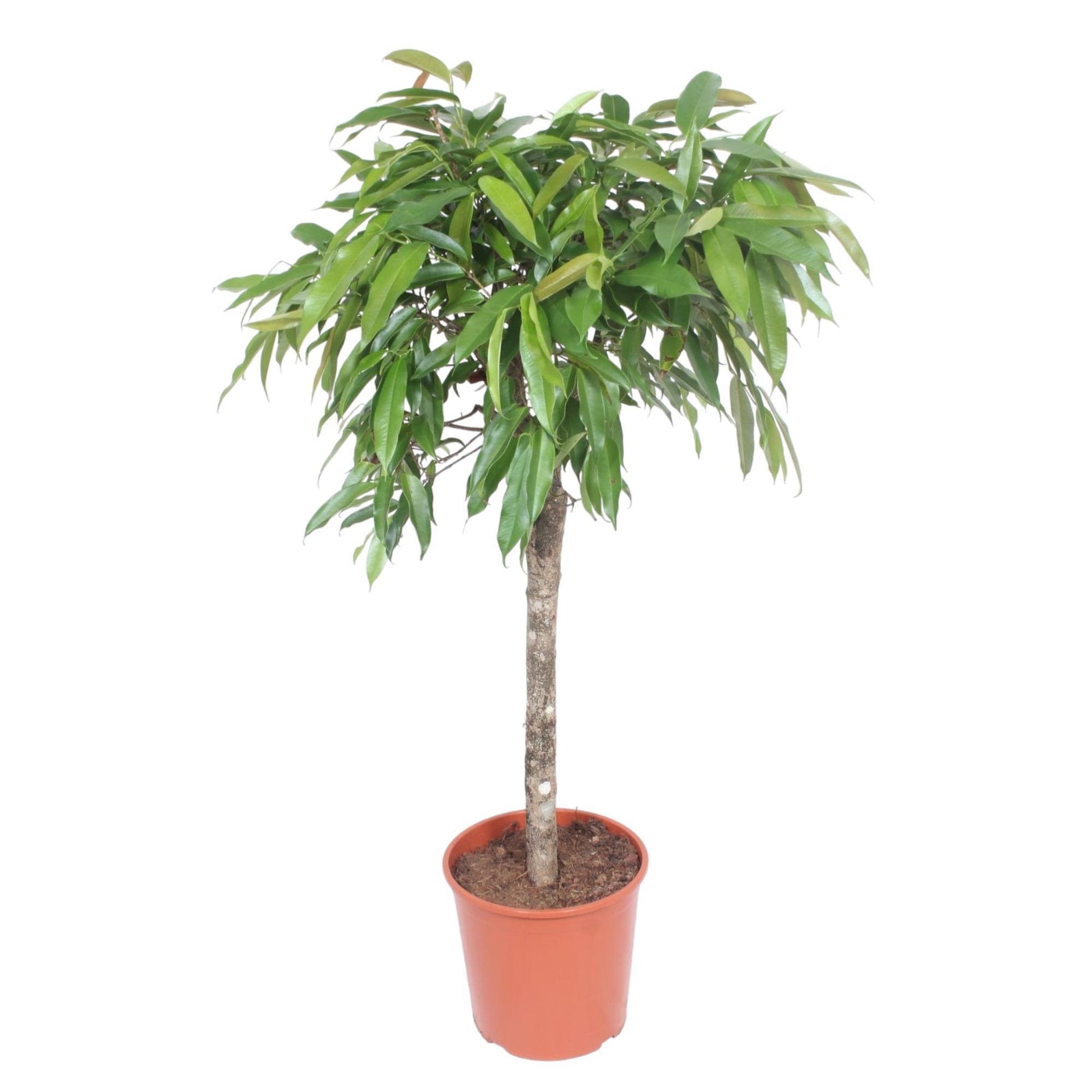 Ficus Amstel King - 140 cm - ø30