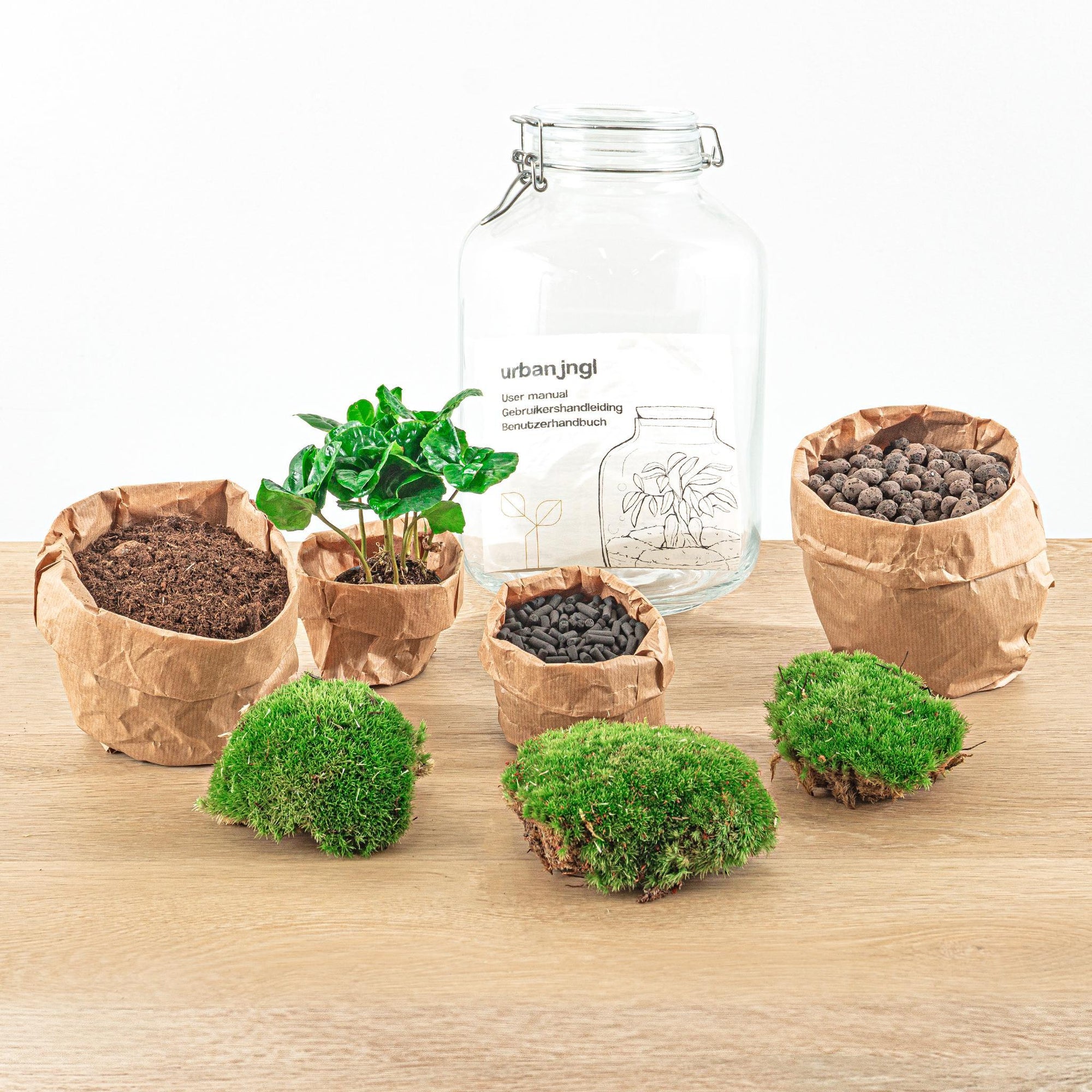 DIY terrarium - Coffea Arabica - ↑ 28 cm  + Rake + Shovel + Tweezer