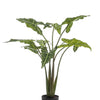 Kunstplant - Alocasia Frydek - Olifantsoor - 100 cm