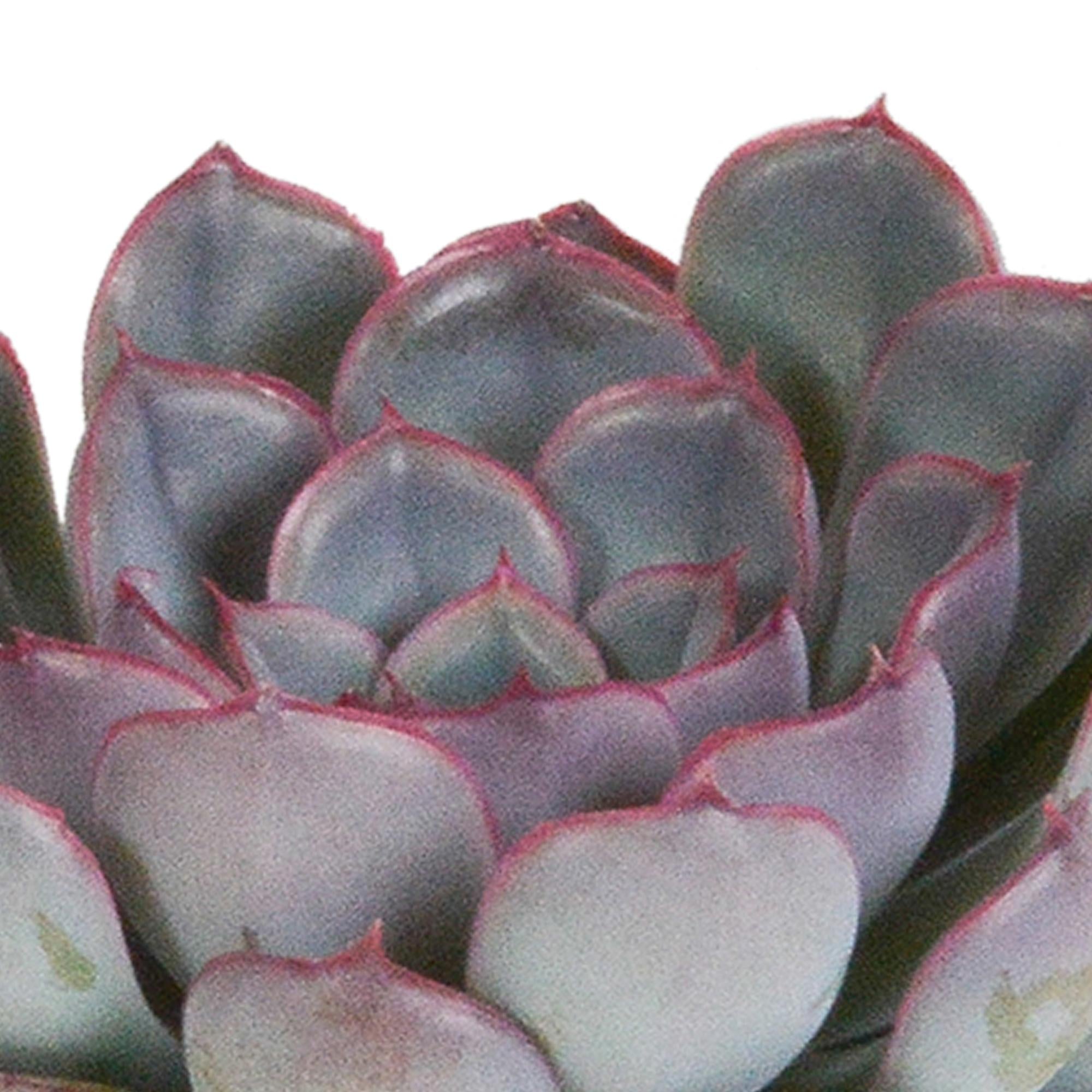 Echeveria mix 8,5 cm | 3 stuks