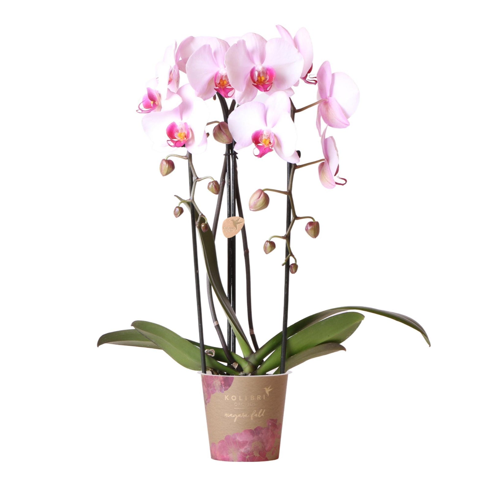 Kolibri Orchids | roze Phalaenopsis orchidee - Niagara Fall  - potmaat Ø12cm | bloeiende kamerplant - vers van de kweker