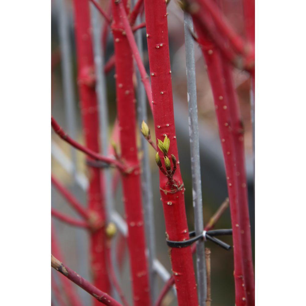 Cornus alba 'Sibirica' - ↨180cm - 1 stuks