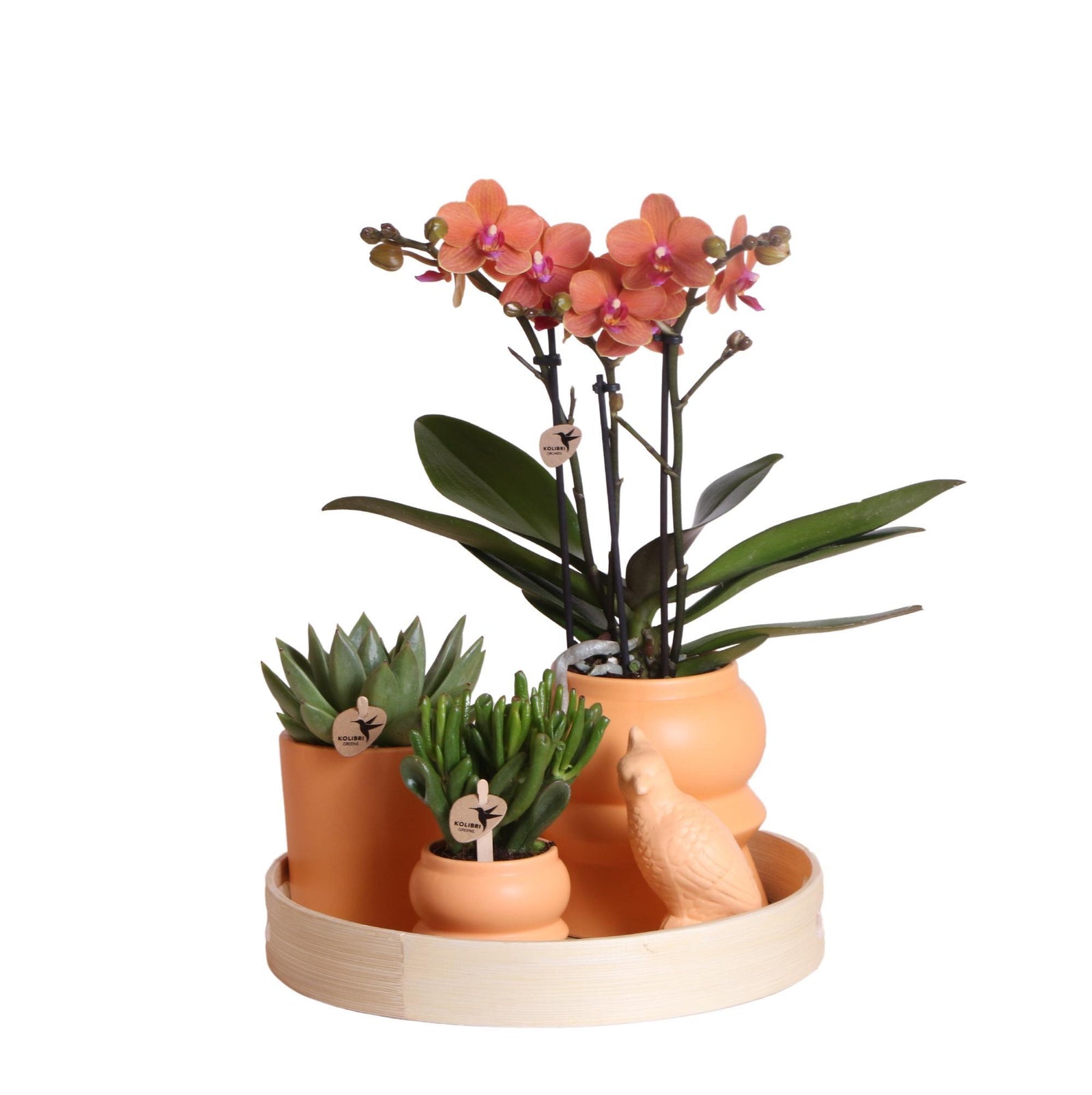 Kolibri Company | Gift set Optimisme peach| Plantenset met oranje Phalaenopsis Orchidee en Succulenten incl. keramieken sierpotten
