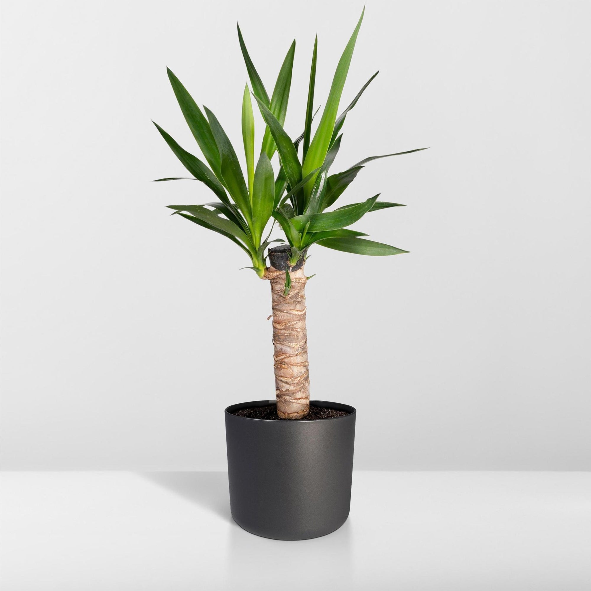 Yucca Elephantipes - Palmlelie - 40cm - Ø14