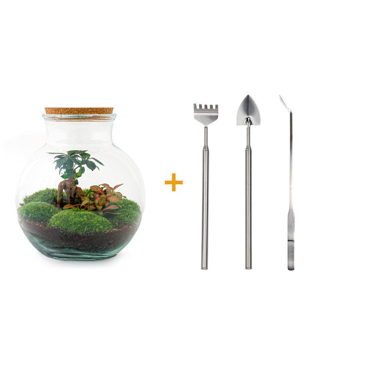 DIY terrarium - Teddy bonsai - ↑ 26,5 cm + Rake + Shovel + Tweezer