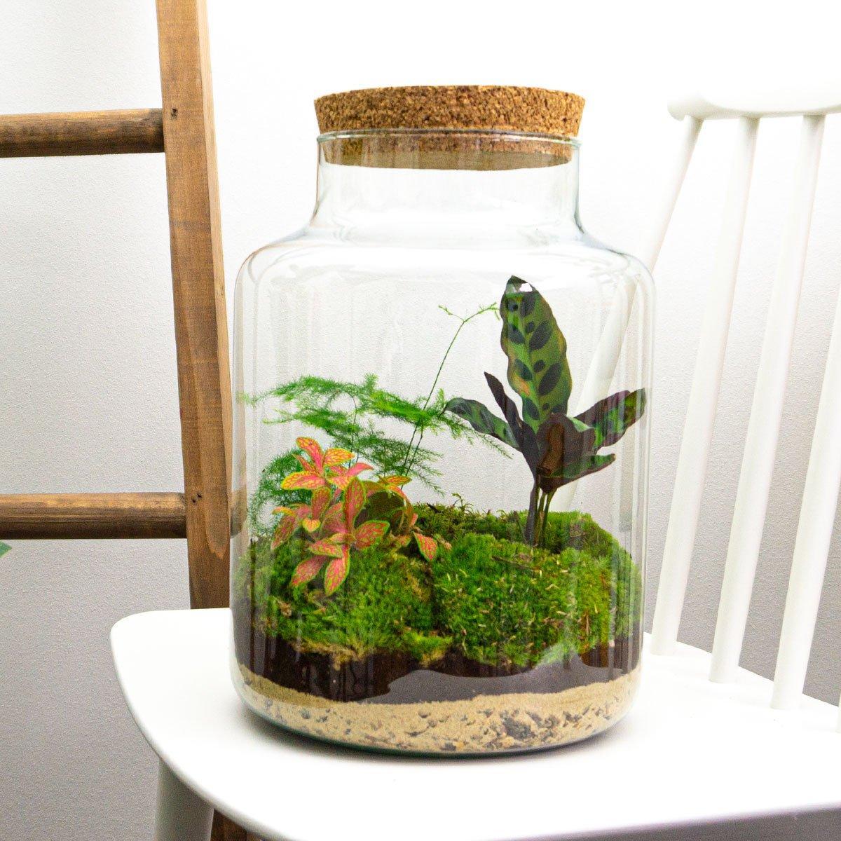 DIY terrarium - Milky - ↑ 30 cm