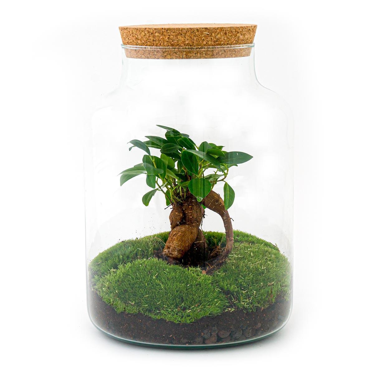 DIY terrarium - Milky met bonsai - ↑ 30 cm + Rake + Shovel + Tweezer