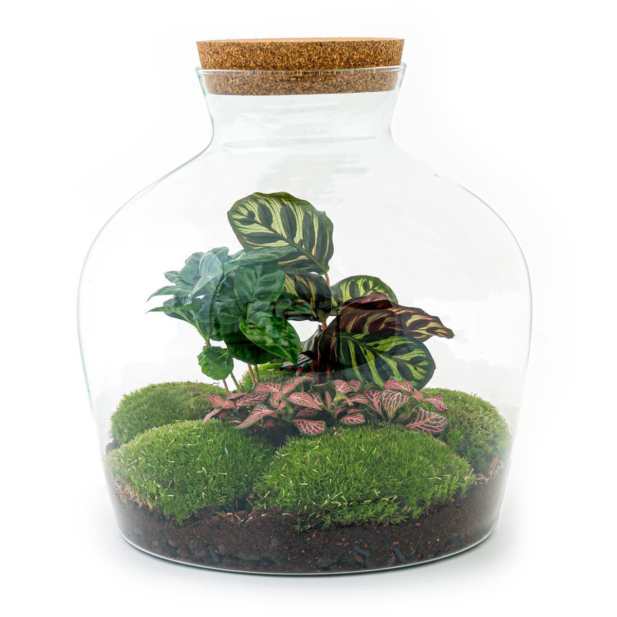 DIY terrarium - Fat Joe Coffea - ↑ 30 cm + Rake + Shovel + Tweezer + Scissors