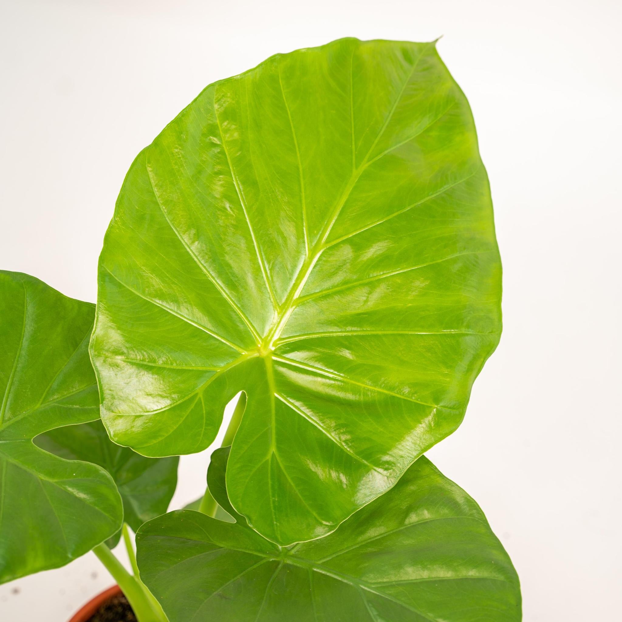 Alocasia Macrorrhiza - ↨70cm - Ø19cm + Pot Mayk Gold