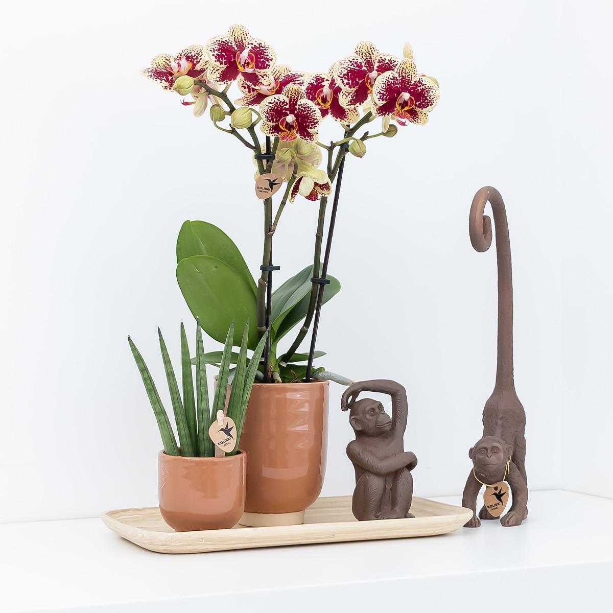 Kolibri Orchids | Plantenset Colonial green congnac small| Groene planten met Phalaenopsis orchidee in Colonial green cognac sierpotten en bamboe dienblad