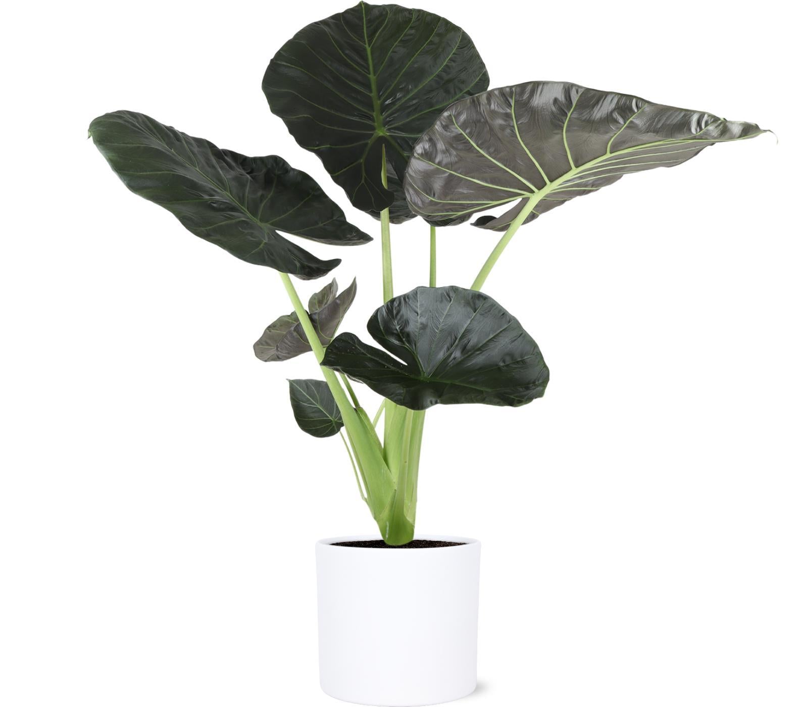 Alocasia Regal Shield Ø24cm - ↕110cm in Era WIT pot