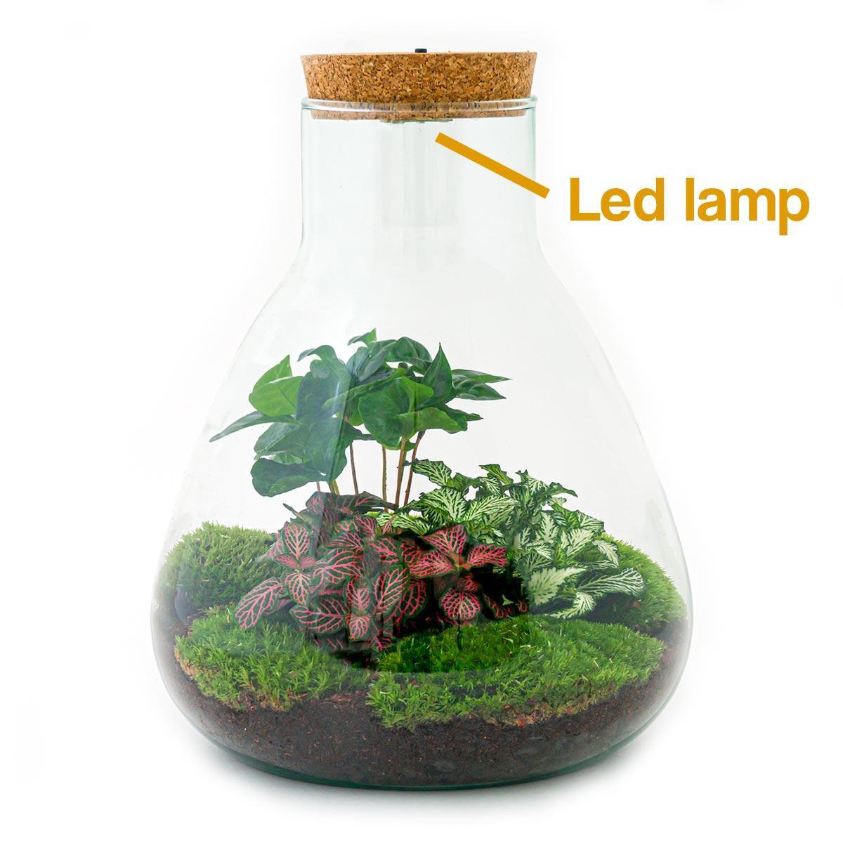 DIY terrarium - Sam Coffea met lamp - ↑ 30 cm + Rake + Shovel + Tweezer