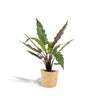 Alocasia Lauterbachiana - ↨80cm - Ø19cm + Mand Selin