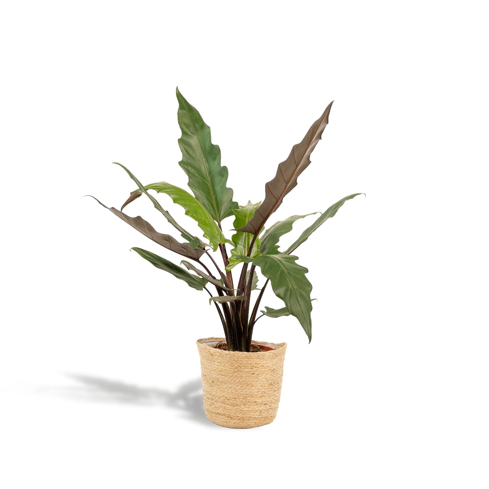 Alocasia Lauterbachiana - ↨80cm - Ø19cm + Mand Selin