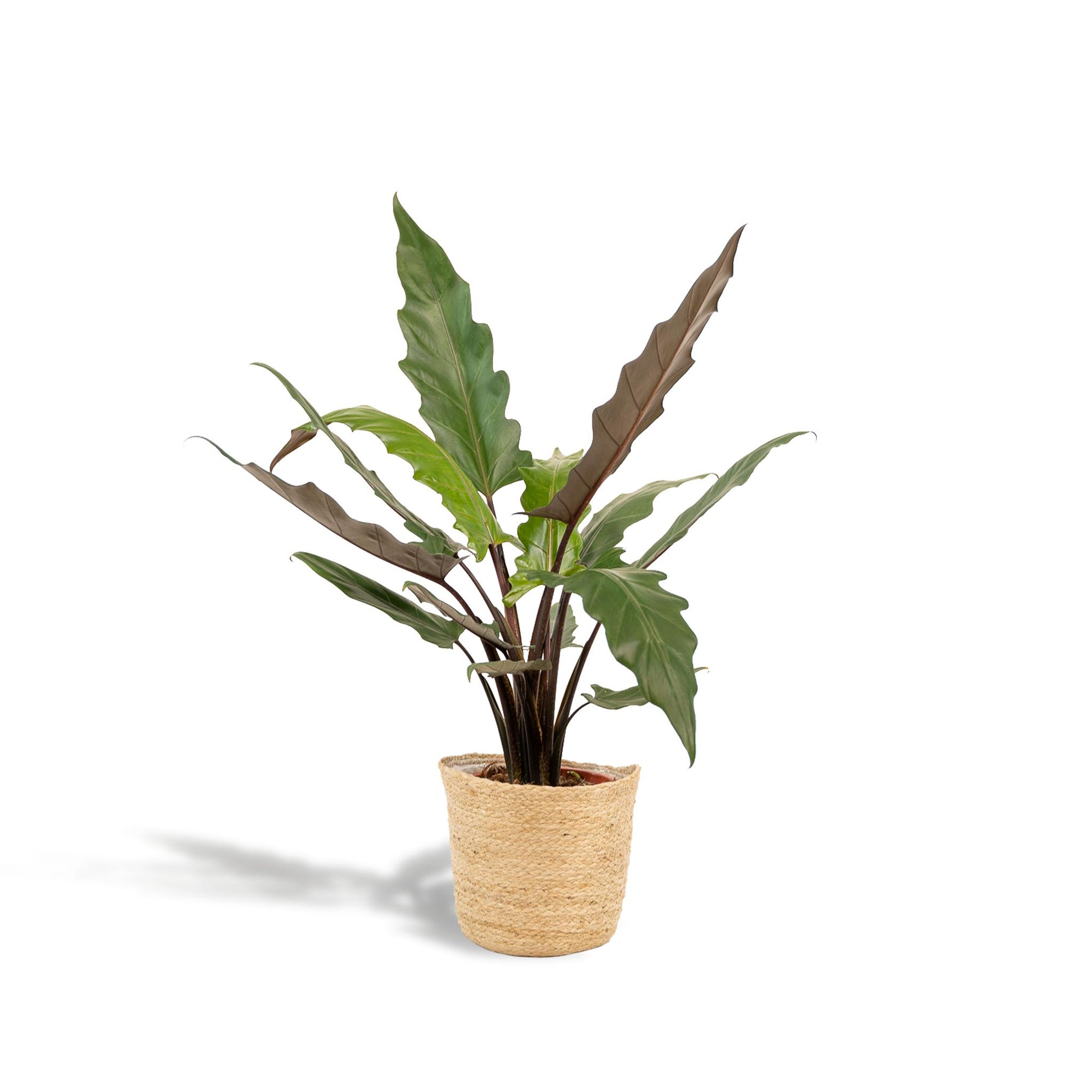 Alocasia Lauterbachiana - ↨80cm - Ø19cm + Mand Selin
