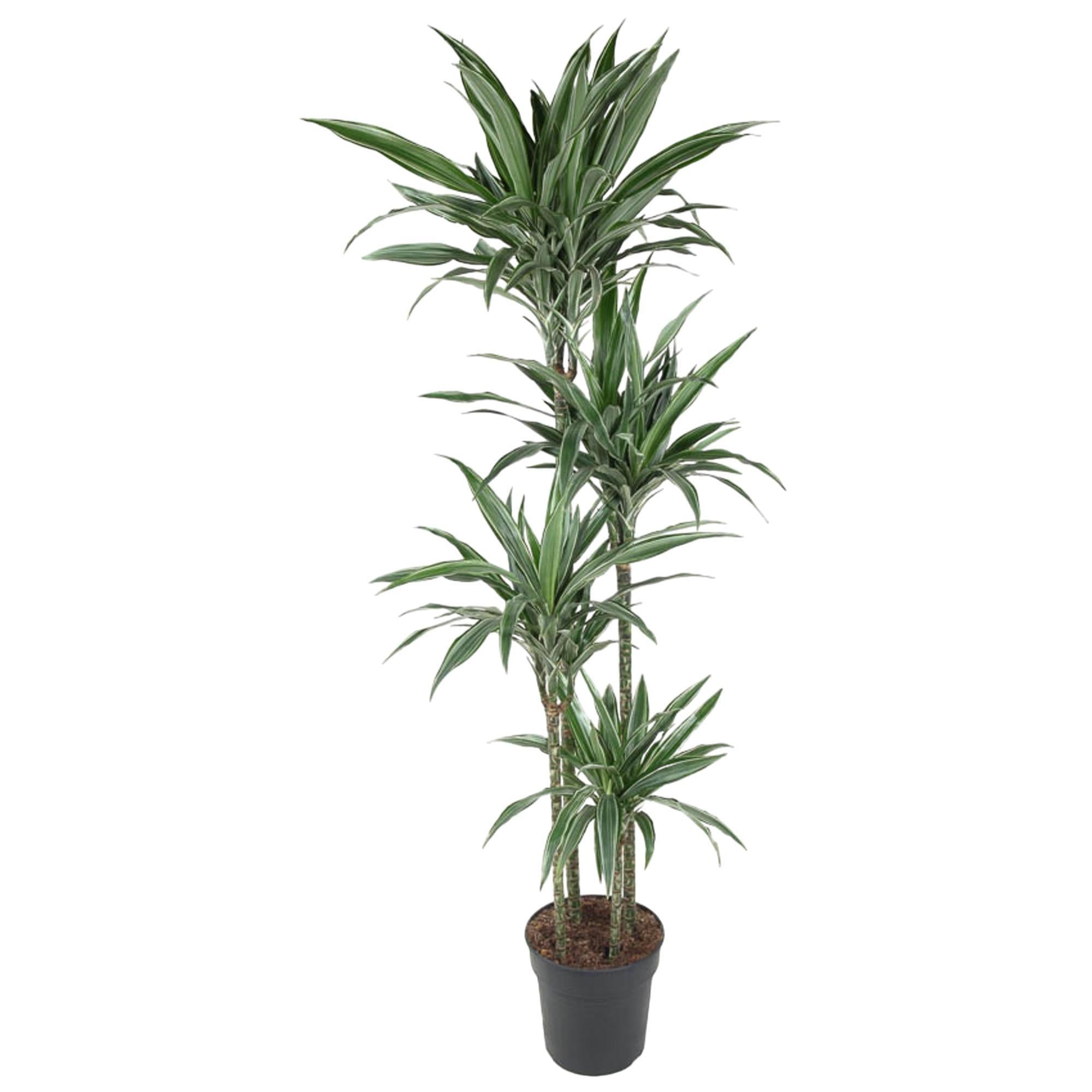 Dracaena Warneckei - 190 cm - ø27