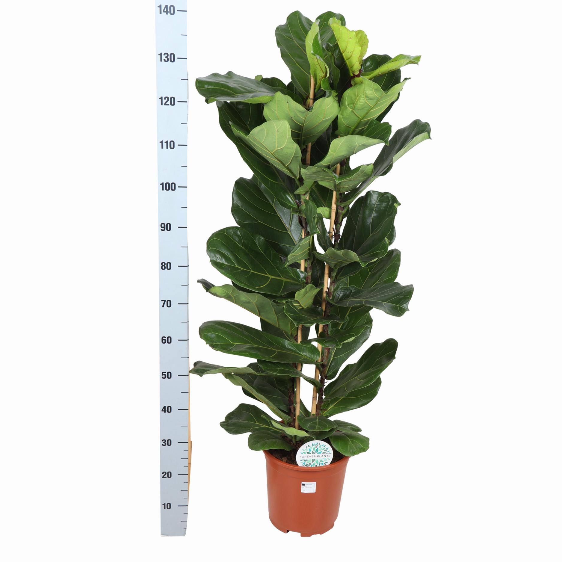 Ficus Lyrata Ø27cm ↕140cm in Boule OLIJF pot