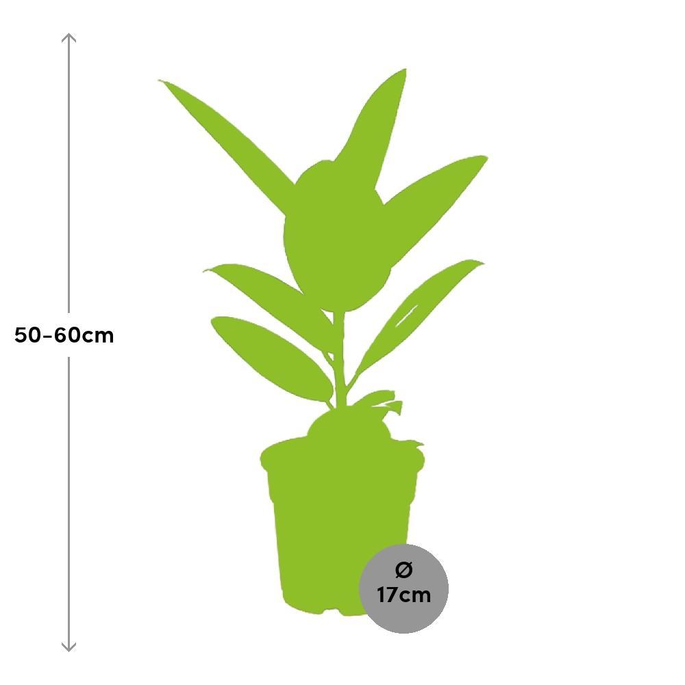 Ø17cm - ↕55cm