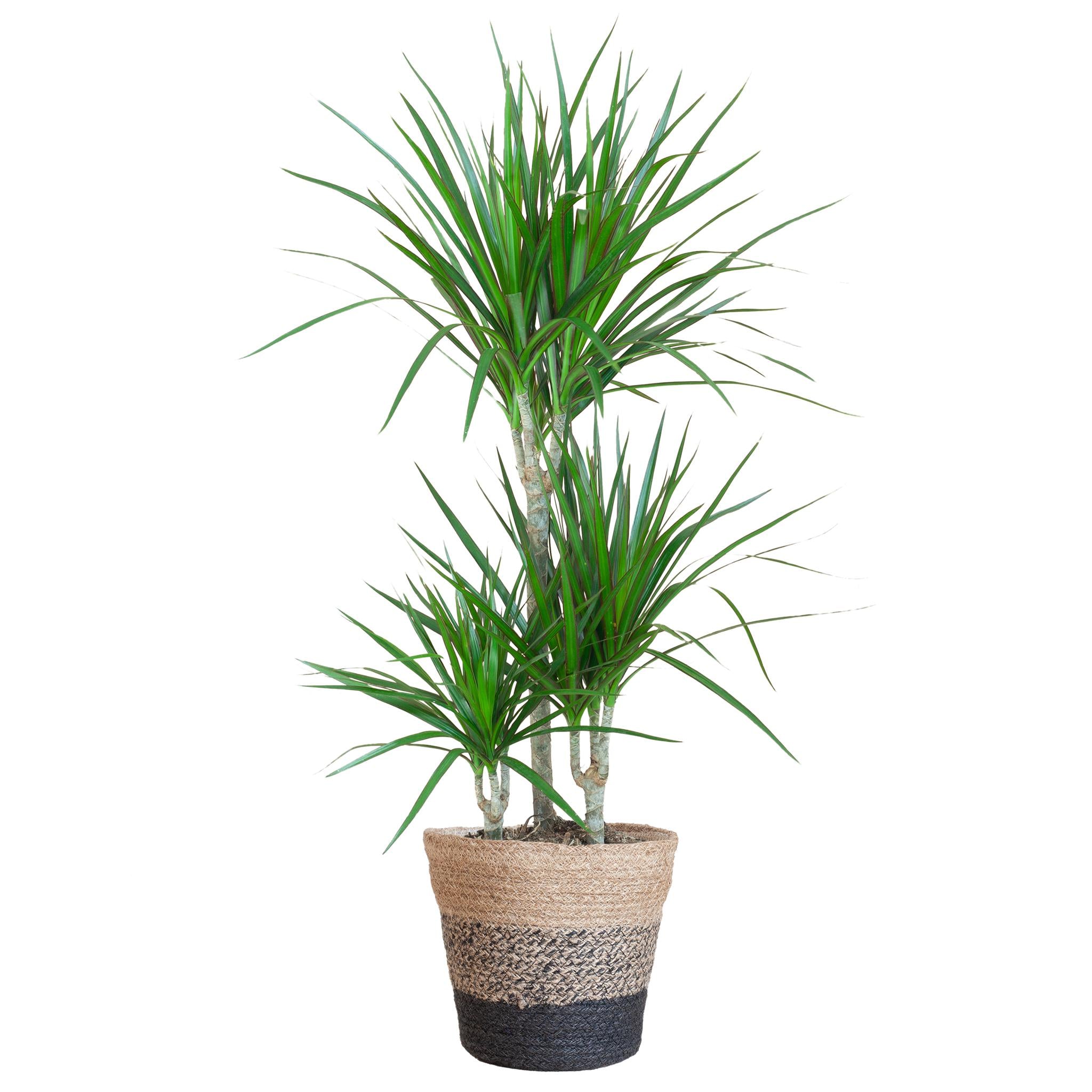 Dracaena Marginata met Lissabon mand zwart