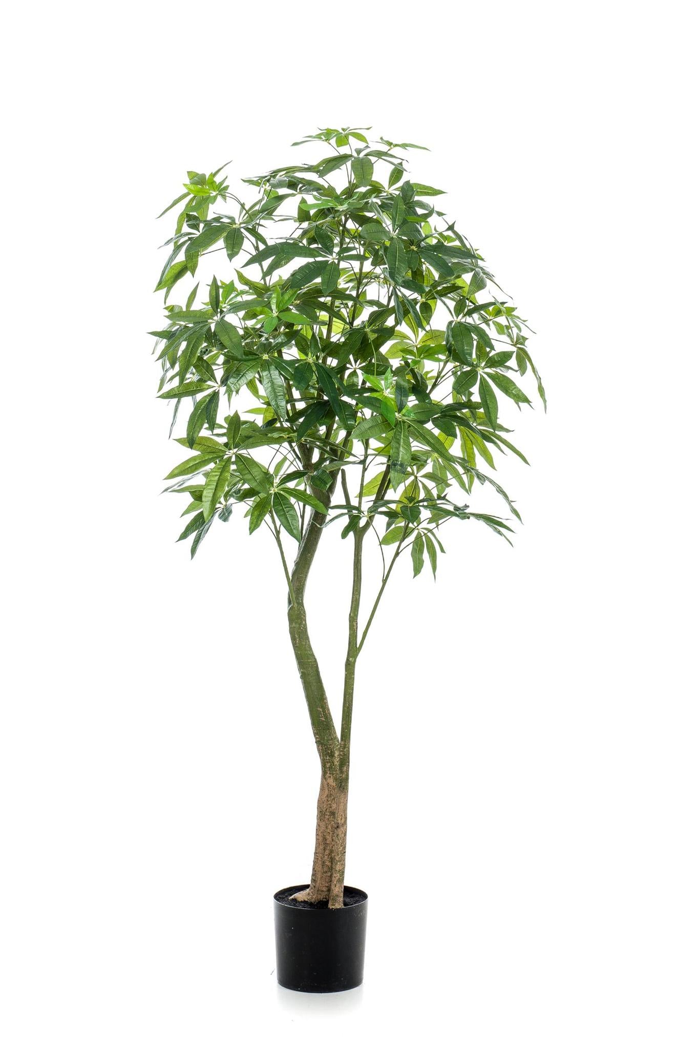 Kunstplant - Pachira Aquatica - Geldboom - 180 cm