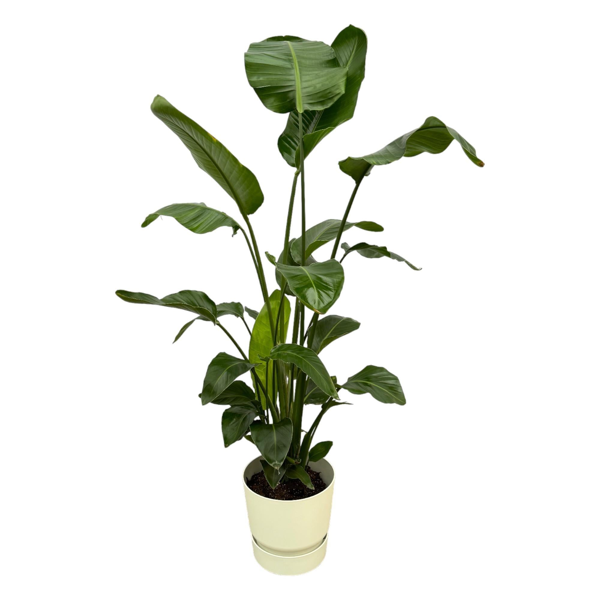 Strelitzia Nicolai inclusief elho Greenville Round wit - 160cm - Ø30