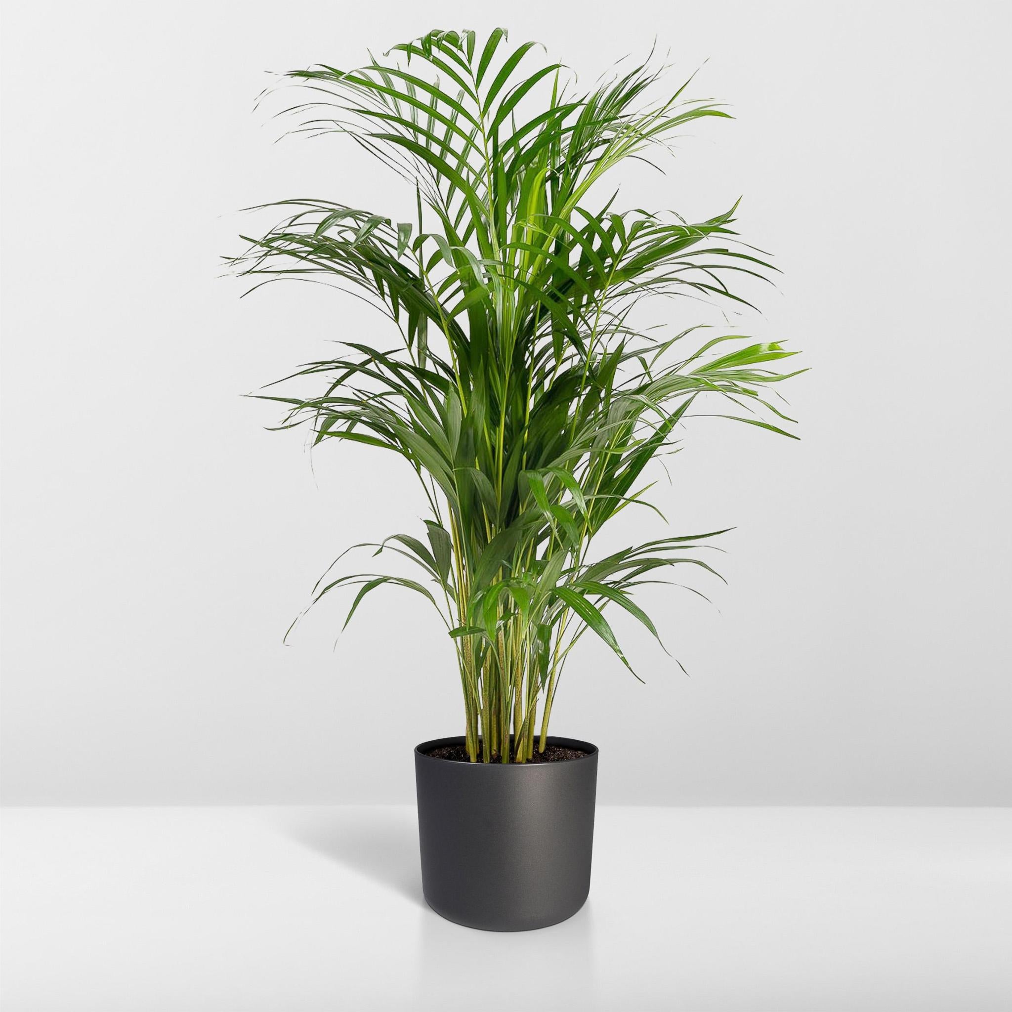 Dypsis Lutescens - Areca Palm - 110cm - Ø21