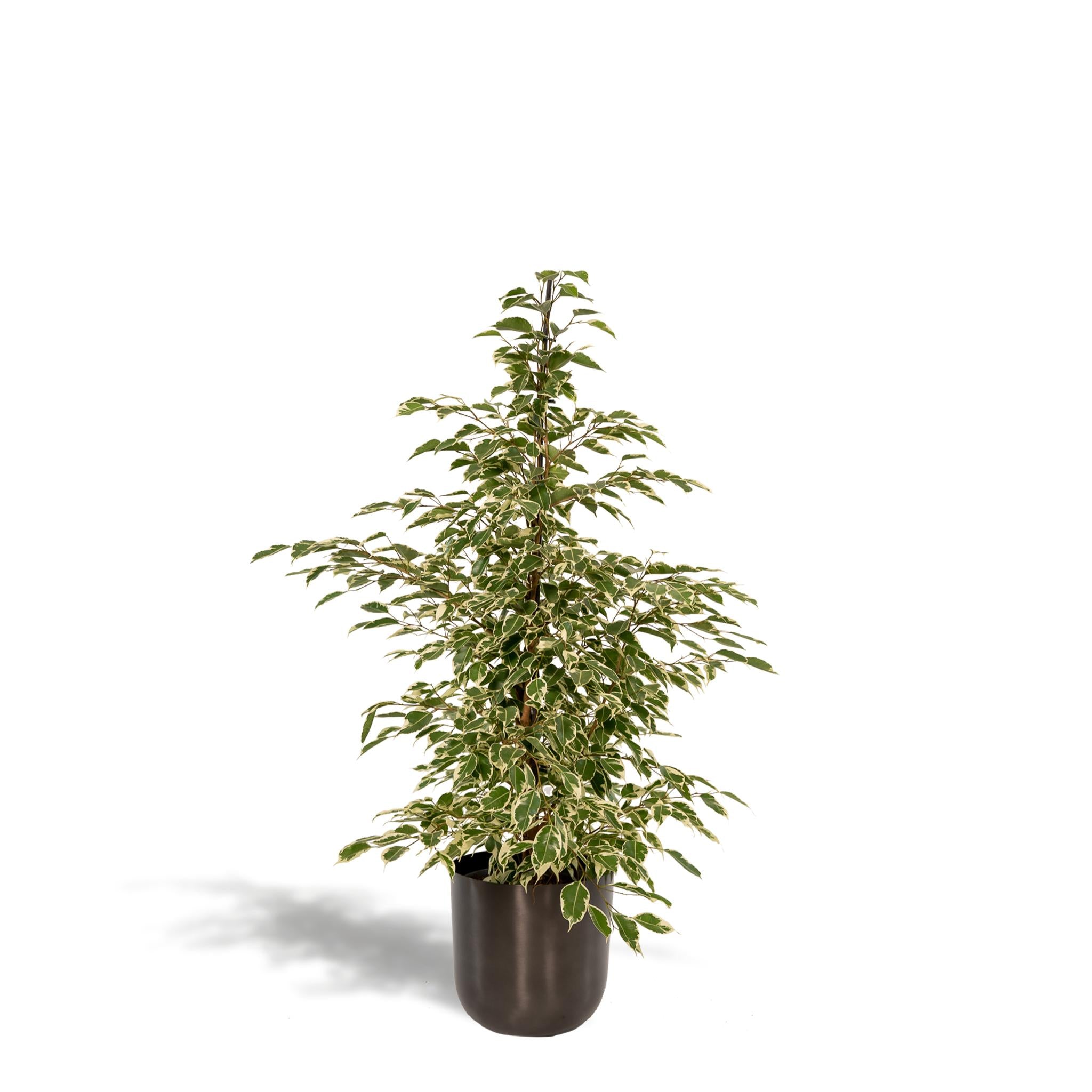 Ficus benjamina Twilight - ↨95cm - Ø21cm + Pot Mayk Lead