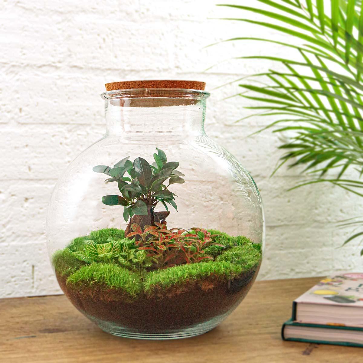 DIY terrarium - Bolder Bob Bonsai - ↑ 30 cm + Rake + Shovel + Tweezer + Scissors