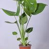 Ø14cm - ↕55cm