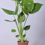 Ø14cm - ↕55cm