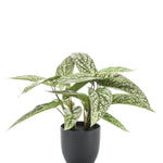 Kunstplant - Calathea Dots - Schaduwplant - 38 cm