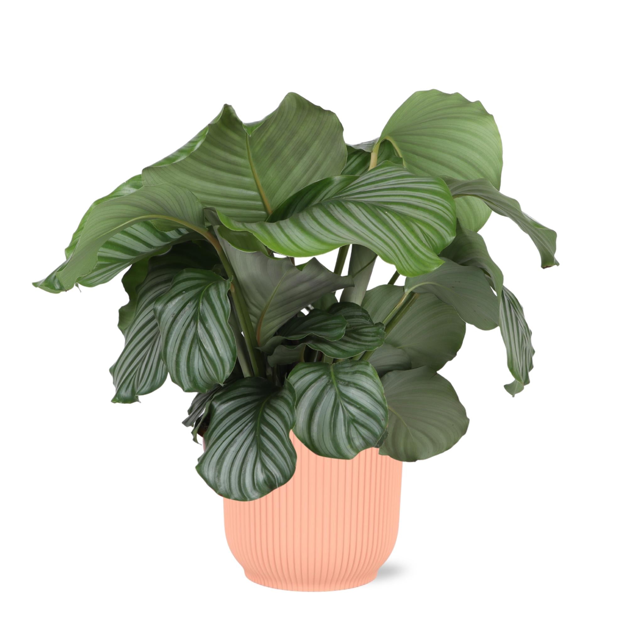 Calathea Orbifolia Ø21cm - ↕70cm in Vibes ROZE pot