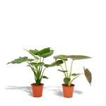 Alocasia Cucullata - ↨60cm - Ø19cm + Alocasia Wentii - ↨60cm - Ø19cm