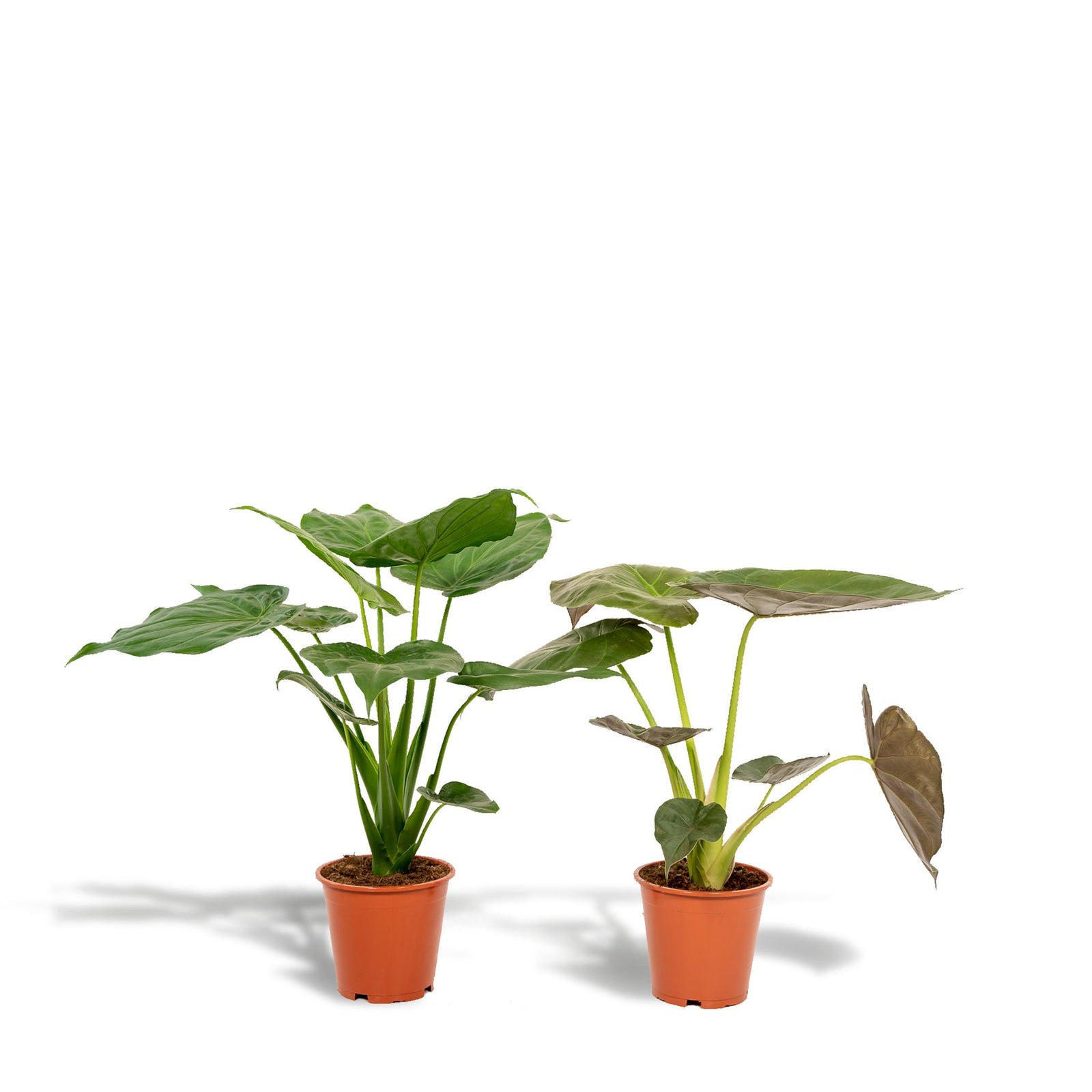 Alocasia Cucullata - ↨60cm - Ø19cm + Alocasia Wentii - ↨60cm - Ø19cm