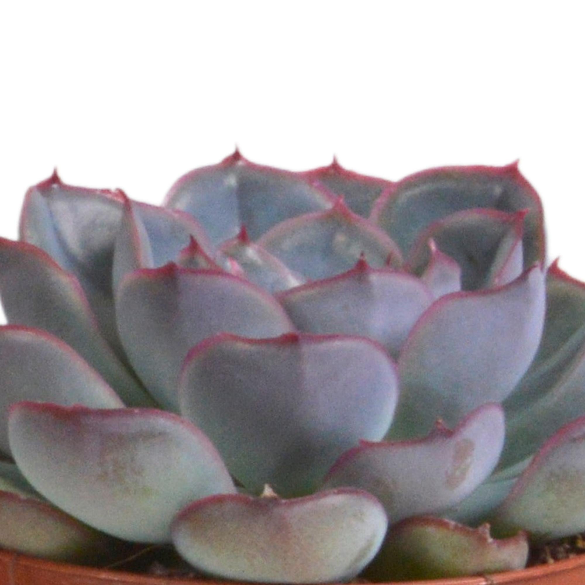 Echeveria mix 8.5 cm in terracotta pot | 3 stuks