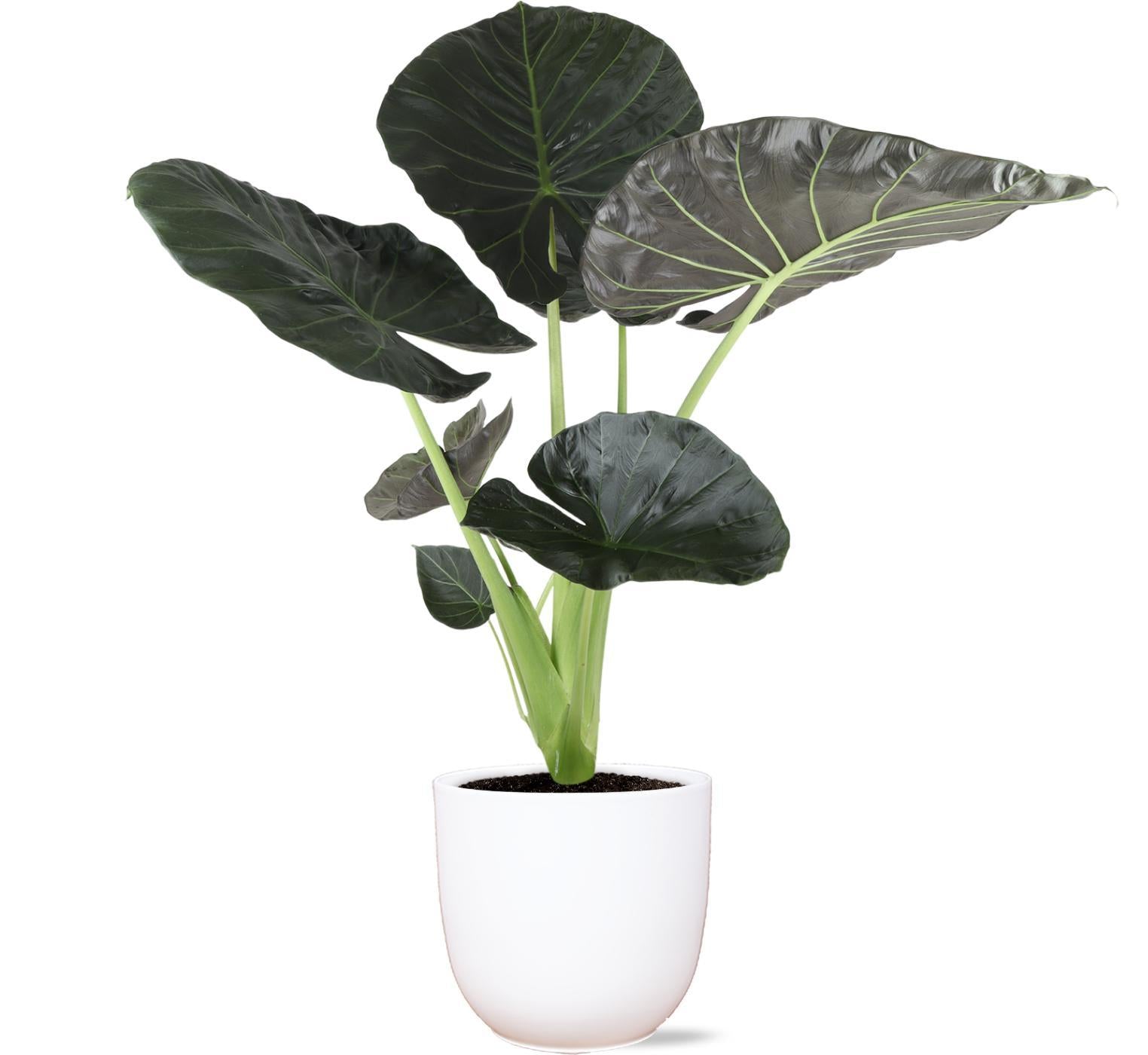 Alocasia Regal Shield Ø21cm - ↕100cm in Boule WIT pot