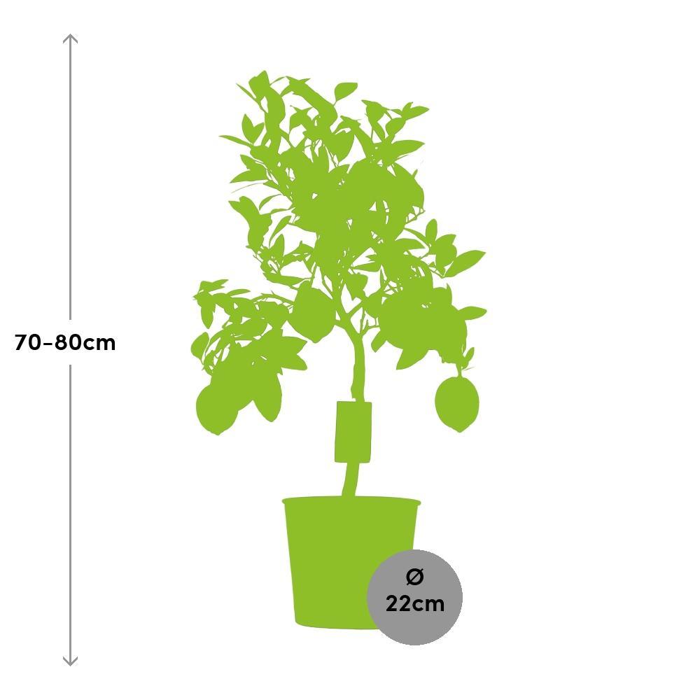 Ø22cm - ↕80cm