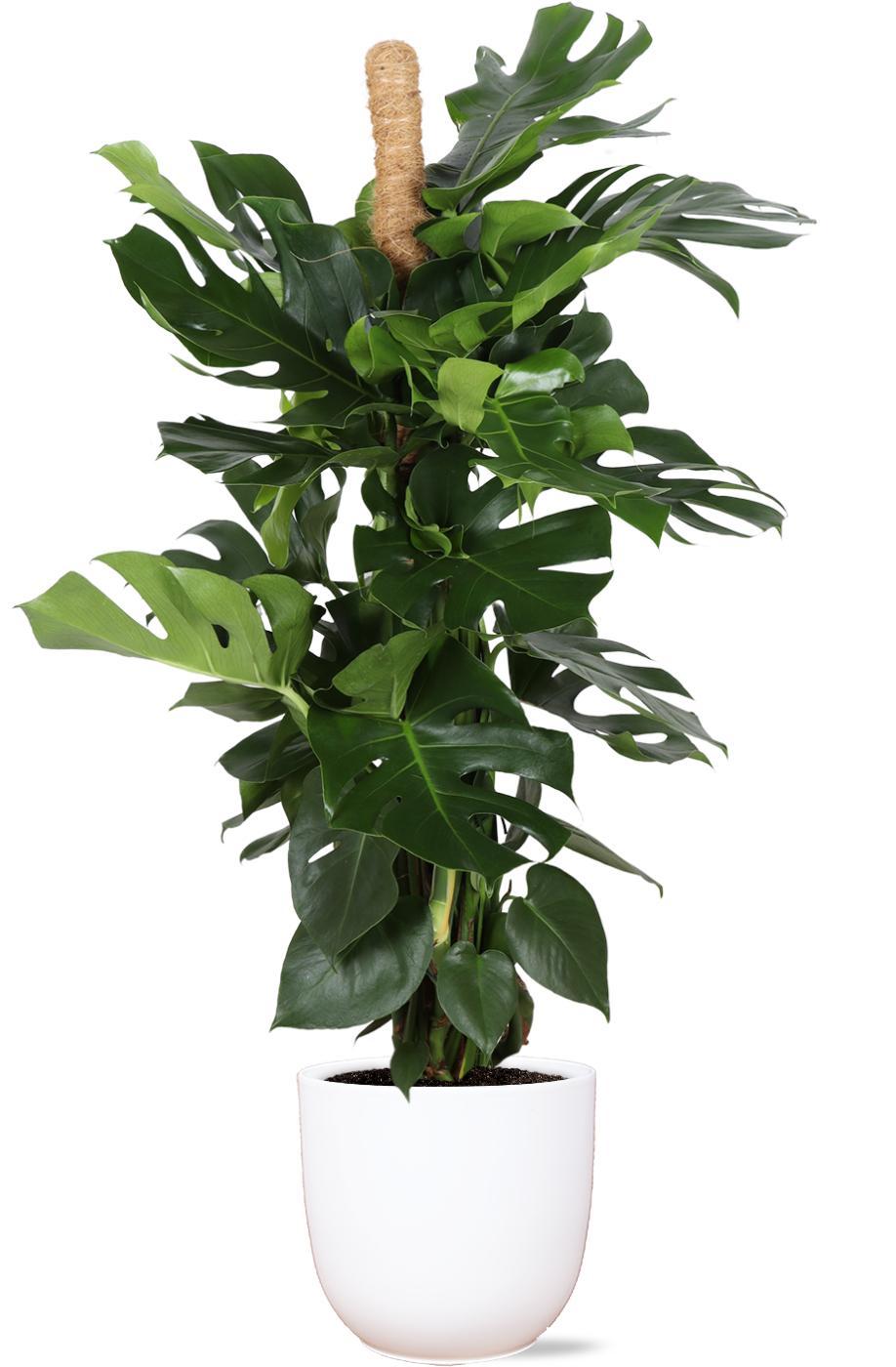 Monstera Deliciosa MOSSTOK Ø27cm ↕150cm in Boule WIT pot