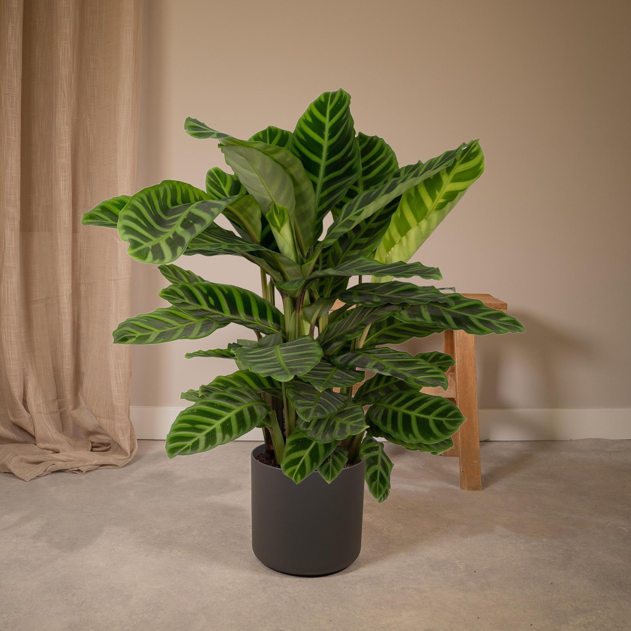 Calathea Zebrina - Pauwenplant - 80cm - Ø19