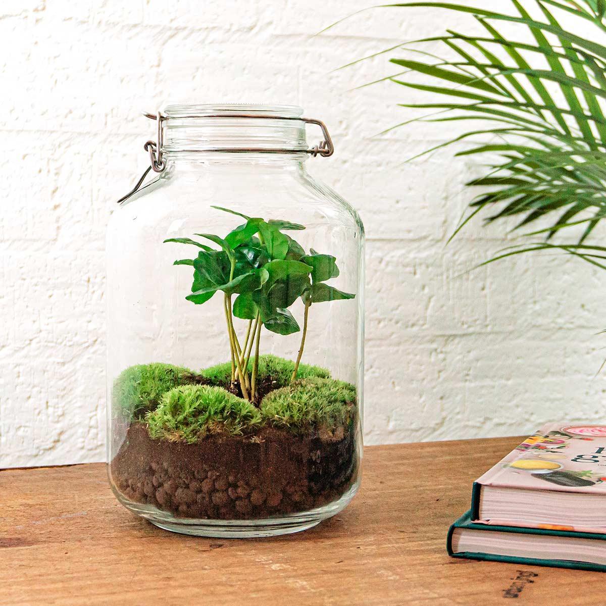 DIY terrarium - Coffea Arabica - ↑ 28 cm  + Rake + Shovel + Tweezer