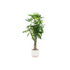 Pachira Aquatica inclusief elho Vibes Fold Round wit - 160cm - Ø30