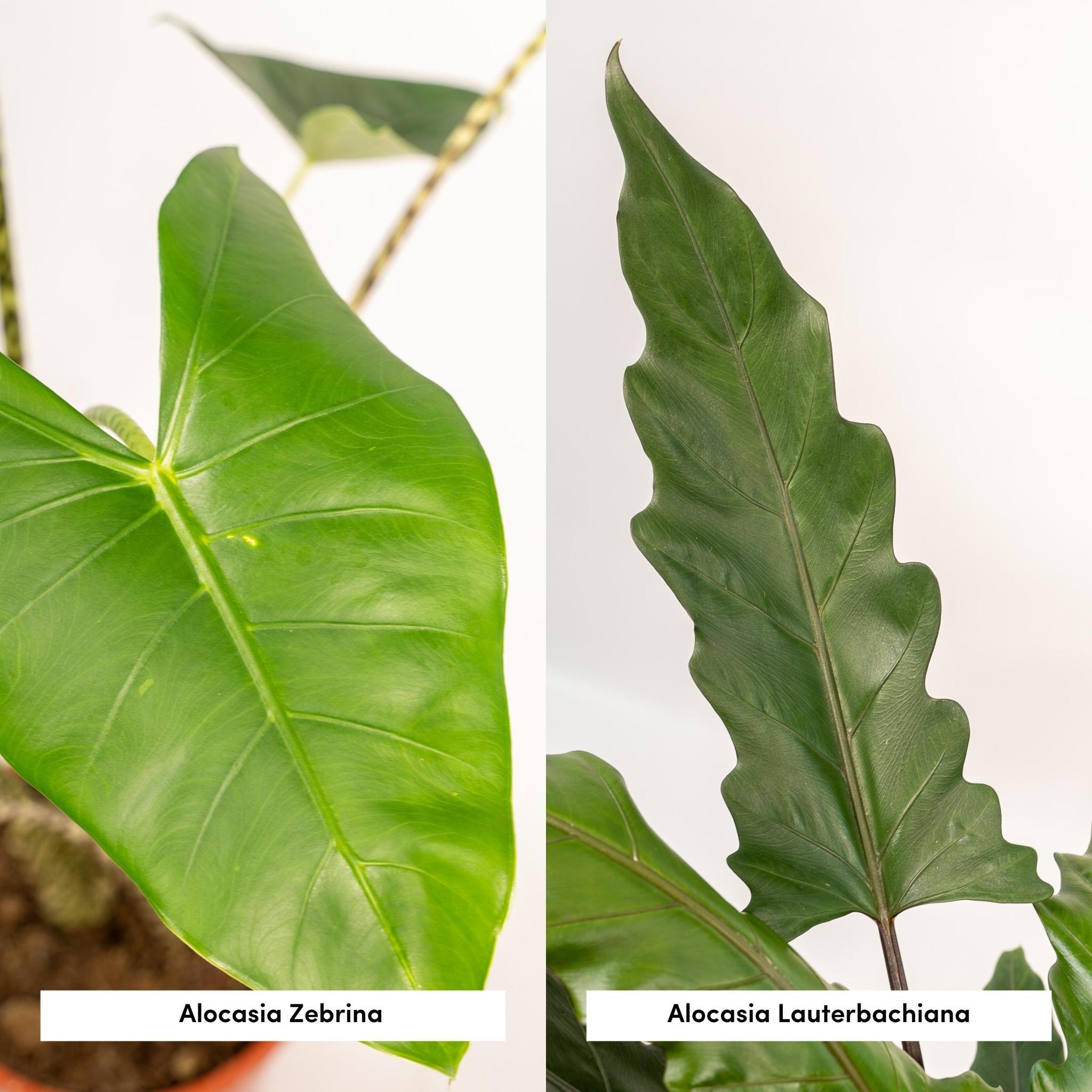 Alocasia Zebrina - ↨75cm - Ø19cm + Alocasia Lauterbachiana - ↨75cm - Ø19cm