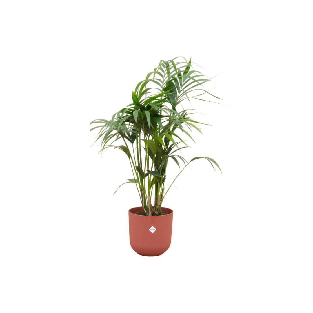 Combi deal - Kentia palm inclusief elho Jazz Round rood Ø26 - 130 cm