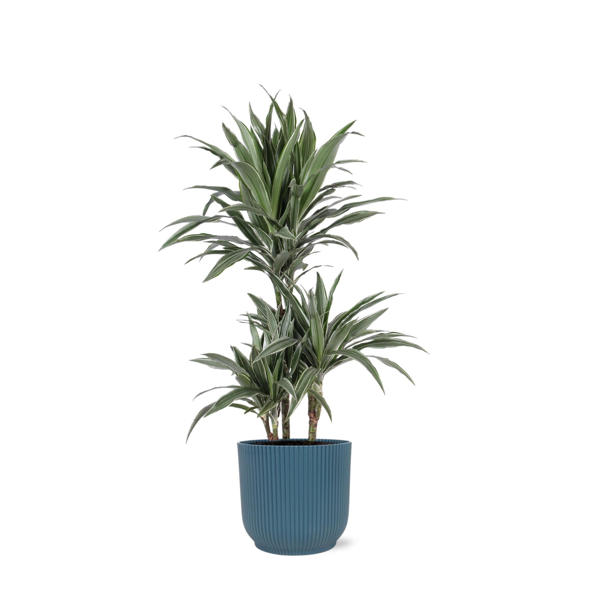 Dracaena Warneckii Ø21cm - ↕65cm in Vibes BLUE pot