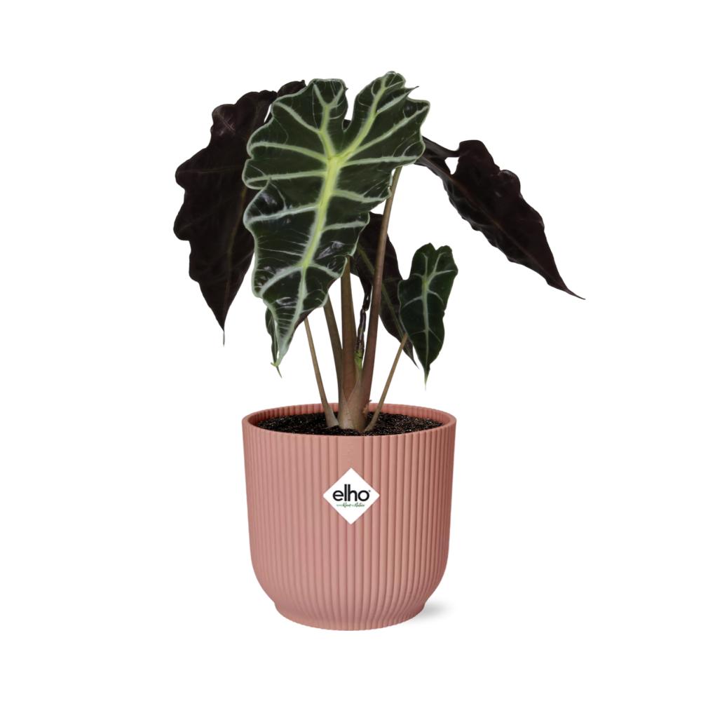 Alocasia ‘Polly’ in ELHO Vibes Fold 14cm roze